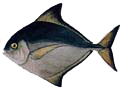 BLACK POMFRET