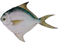 SILVER POMFRET