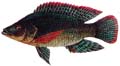TALABIA