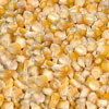 Yellow Maize (Corn)